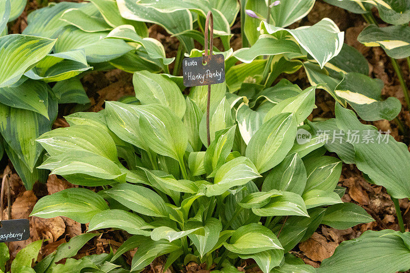 Hosta 'Hanky Panky'在伦敦，英国